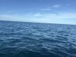 Saturday September 20th 2025 Tropical Destiny: Turtle Ledges reef report photo 1