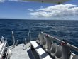 Monday September 29th 2025 Tropical Destiny: Benwood Wreck reef report photo 1