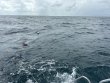 Saturday October 4th 2025 Tropical Destiny: Benwood Wreck reef report photo 1