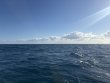 Sunday February 8th 2026 Tropical Destiny: Benwood Wreck reef report photo 1