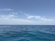 Friday July 17th 2026 Tropical Destiny: Drift French reef report photo 1