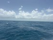 Monday July 20th 2026 Tropical Destiny: Benwood Wreck reef report photo 1