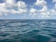 Wednesday July 22nd 2026 Tropical Destiny: Coral Canyons reef report photo 1