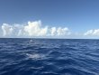 Thursday July 23rd 2026 Tropical Destiny: USCGC Duane reef report photo 1