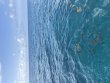 Saturday July 25th 2026 Tropical Destiny: Benwood Wreck reef report photo 1
