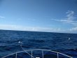 Friday August 24th 2018 Tropical Destiny: Spiegel Grove reef report photo 1