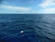 Monday November 19th 2018 Tropical Destiny: Spiegel Grove reef report photo 1