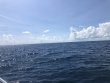 Sunday October 11th 2020 Tropical Explorer: Spiegel Grove reef report photo 1