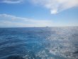 Saturday April 30th 2022 Tropical Explorer: Drift Molasses reef report photo 2
