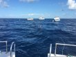 Sunday July 31st 2016 Tropical Explorer: Spiegel Grove reef report photo 1