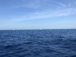 Sunday April 8th 2018 Tropical Explorer: Drift Molasses reef report photo 1