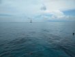 Saturday June 30th 2018 Tropical Explorer: Drift Molasses reef report photo 1