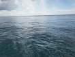 Saturday September 9th 2023 Tropical Legend: Drift Molasses reef report photo 1