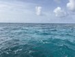 Friday June 6th 2025 Tropical Legend: Pickles Reef reef report photo 1