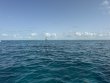 Saturday June 7th 2025 Tropical Legend: Eagle Ray Alley reef report photo 1