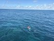 Friday September 26th 2025 Tropical Legend: Fire Coral Cave reef report photo 1