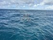 Sunday September 28th 2025 Tropical Legend: Benwood Wreck reef report photo 1
