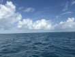 Saturday October 4th 2025 Tropical Legend: Coral Canyons reef report photo 1