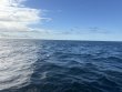 Thursday October 16th 2025 Tropical Legend: JJs Cave reef report photo 1