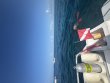 Saturday July 25th 2026 Tropical Legend: Eagle Ray Alley reef report photo 1