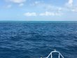 Wednesday September 7th 2016 Tropical Legend: Drift Molasses reef report photo 1