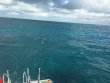 Tuesday December 20th 2016 Tropical Legend: French Reef reef report photo 1