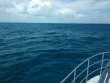 Saturday March 25th 2017 Tropical Legend: Pillar Coral reef report photo 1