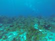 Friday June 23rd 2017 Tropical Legend: Eagle Ray Alley reef report photo 1