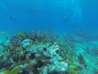 Monday June 26th 2017 Tropical Legend: City of Washington reef report photo 1