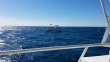 Thursday January 4th 2018 Tropical Legend: Spanish Anchor reef report photo 1
