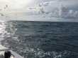 Sunday October 7th 2018 Tropical Legend: Benwood Wreck reef report photo 1