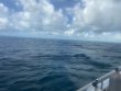 Friday October 1st 2021 Tropical Odyssey: French Reef reef report photo 1