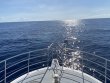 Thursday June 23rd 2022 Tropical Odyssey: Spiegel Grove reef report photo 1