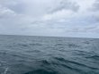 Friday July 4th 2025 Tropical Odyssey: North Dry Rocks reef report photo 1