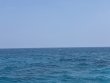Saturday July 5th 2025 Tropical Odyssey: City of Washington reef report photo 1