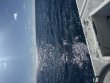 Saturday August 16th 2025 Tropical Odyssey: Spiegel Grove reef report photo 1