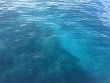 Tuesday September 23rd 2025 Tropical Odyssey: JJs Cave reef report photo 1