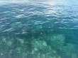 Thursday September 25th 2025 Tropical Odyssey: Christ Statue reef report photo 1