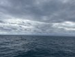 Tuesday October 14th 2025 Tropical Odyssey: Benwood Wreck reef report photo 1