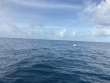 Tuesday October 28th 2025 Tropical Odyssey: Spiegel Grove reef report photo 1