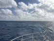 Wednesday March 4th 2026 Tropical Odyssey: Spiegel Grove reef report photo 1
