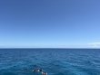 Wednesday April 8th 2026 Tropical Odyssey: Logans Run reef report photo 1