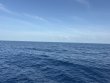 Thursday June 18th 2026 Tropical Odyssey: Spiegel Grove reef report photo 1