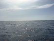 Saturday June 27th 2026 Tropical Odyssey: Spiegel Grove reef report photo 1
