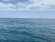 Tuesday July 14th 2026 Tropical Odyssey: Permit Ledges reef report photo 1
