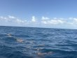 Sunday July 19th 2026 Tropical Odyssey: Spiegel Grove reef report photo 1
