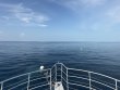 Saturday August 1st 2026 Tropical Odyssey: Spiegel Grove reef report photo 1