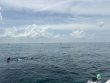 Saturday August 1st 2026 Tropical Odyssey: Christ Statue reef report photo 1
