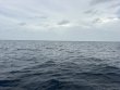 Sunday August 2nd 2026 Tropical Odyssey: USCGC Duane reef report photo 1