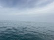 Sunday August 2nd 2026 Tropical Odyssey: Christ Statue reef report photo 1